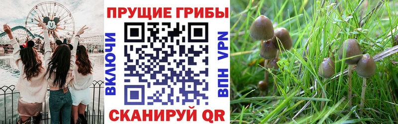 Купить закладки  Ставрополь  Галлюциногенные грибы ЛСД 